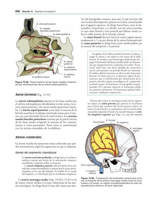 154017468-Anatomia-Humana-Garcia-Porrero-pdf.pdf