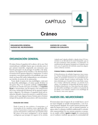 CAPÍTULO 
CAPÍTULO
#RÉNEO
/2'!.):!#)¼. '%.%2!,
(5%3/3 $%, .%52/#2­.%/
(5%3/3 $% ,! #!2!
#2­.%/ %. #/.*5.4/
ORGANIZACIÓN GENERAL
El cráneo forma el esqueleto de la cabeza y de la cara. Está
constituido por múltiples huesos que se articulan entre sí
por uniones inmóviles, originando una estructura cuya
función principal es la de proteger el encéfalo y dar aloja-
miento a los órganos de los sentidos y a las aberturas hacia
el exterior de los aparatos digestivo y respiratorio. La única
excepción a este patrón general es la mandíbula, que cons-
tituye un hueso del cráneo independiente con articulacio-
nes móviles al servicio de la masticación.
Tanto desde el punto de vista morfológico, como por
su desarrollo embriológico, el cráneo puede dividirse en
dos partes (Fig. 4-1): la poción cerebral, o neurocráneo,
que forma un estuche óseo para el encéfalo, y el esqueleto
facial, o viscerocráneo, que da soporte a los componentes
de la cara, incluyendo las aberturas de los aparatos respira-
torio y digestivo. No obstante, el esqueleto facial está to-
talmente adosado a la porción anterior y caudal del neuro-
cráneo, por lo que algunos huesos forman parte al mismo
tiempo de las paredes del neurocráneo y del viscerocráneo.
Evolución del cráneo
Desde el punto de vista evolutivo, el neurocráneo y el
viscerocráneo de los mamíferos tienen significados dife-
rentes. El neurocráneo es la parte más antigua del cráneo,
proviene del primitivo condrocráneo que formaba la base
del cráneo en los peces cartilaginosos, y de las cápsulas
cartilaginosas que protegían los órganos de los sentidos
(cápsula nasal, cápsulas orbitales y cápsulas óticas). El visce-
rocráneo es un derivado de los arcos branquiales, que en
los peces primitivos están asociados a la respiración. La
transformación del aparato branquial en el esqueleto óseo
de la cara y la aparición de la bóveda craneal son adquisi-
ciones evolutivas recientes.
Cráneos fósiles y evolución del hombre
El descubrimiento de múltiples fragmentos óseos cranea-
les y dientes fosilizados pertenecientes a homínidos extin-
guidos, ha permitido reconstruir con extraordinaria pre-
cisión la posible historia evolutiva del hombre. En los
datos obtenidos por el estudio de los restos fósiles cranea-
les se incluye información referente a la posición de la
cabeza, a la inteligencia, al desarrollo del sistema visual, a
los hábitos alimentarios, etc. Estos datos han sido deduci-
dos del análisis morfológico de cambios en la posición de
las órbitas, en el volumen craneal o en la morfología de
los dientes, entre otros aspectos.
HUESOS DEL NEUROCRÁNEO
El neurocráneo tiene el aspecto de un ovoide hueco, con el
eje mayor dirigido en sentido anteroposterior, y con el ex-
tremo posterior abultado. En su polo anterior presenta ado-
sados los huesos de la cara y, por su extremo posterior, se
apoya sobre la columna vertebral estableciendo la articula-
ción craneovertebral. En este extremo posterior se encuen-
tra un amplio orificio (agujero magno) de comunicación
con el conducto vertebral, que permite la continuidad del
 