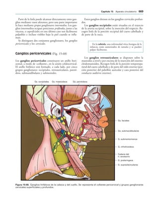 154017468-Anatomia-Humana-Garcia-Porrero-pdf.pdf