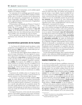 encéfalo, alojado en el neurocráneo, con la médula espinal
alojada en el conducto vertebral.
Las variaciones de la morfología general del neurocrá-
neo son abundantes y se pueden definir mediante el índice
cefálico, que es la relación existente entre la dimensiones
de los ejes transversal y anteroposterior. Se denomina al
cráneo braquicéfalo, dolicocéfalo y mesocéfalo, respectiva-
mente, según predomine el eje transversal, el longitudinal,
o no predomine ninguno.
El neurocráneo está formado por 8 huesos (1 frontal, 2
parietales, 2 temporales, 1 occipital, 1 etmoides, y 1 esfe-
noides; Fig. 4-1) y puede dividirse en dos regiones, una
superior, la bóveda craneal, y, otra inferior, la base del
cráneo. En la descripción de todos los huesos hay que
considerar dos caras, una endocraneal que mira al interior
de la cavidad y otra exocraneal que mira al exterior.
En los apartados que siguen describiremos los rasgos
anatómicos más relevantes de los huesos del neurocrá-
neo.
Características generales de los huesos
1. Los huesos de la bóveda craneal son planos y están
compuestos estructuralmente por una lámina central de
hueso esponjoso (diploe) tapizada a ambos lados por sen-
das láminas de hueso compacto.
2. En la base del cráneo algunos huesos adoptan el as-
pecto de masas voluminosas. En estas regiones es caracte-
rístico que el hueso esté hueco en su interior, presentando
una cavidad aérea, senos aéreos, revestida de mucosa, que
se abre a las fosas nasales o a la caja del tímpano. Cuando
las cavidades aéreas son múltiples y pequeñas se denomi-
nan celdillas. En ocasiones, las celdillas no se alojan de
forma exclusiva en un hueso, sino que se establecen en la
zona de contacto entre dos huesos. En estas regiones la
superficie de contacto de los huesos es anfractuosa con
hemiceldillas, que, al contactar con una superficie com-
plementaria del hueso vecino, se transforman en celdillas
mixtas.
La presencia de cavidades aéreas en el espesor de mu-
chos huesos consigue que el cráneo, a pesar de formar un
estuche resistente, sea relativamente ligero de peso.
3. Los huesos se unen por sus bordes mediante sinar-
trosis, las cuales dibujan líneas irregulares denominadas
suturas. Las suturas son aparentes en las personas jóvenes,
pero con la edad los huesos se fusionan y, en muchos ca-
sos, se pierde toda indicación de su posición inicial. Por
esta razón, puede afirmarse que, en la edad adulta, el neu-
rocráneo está formado por un solo hueso en forma de es-
tuche que resulta de la fusión de los huesos mencionados
anteriormente.
Con alguna frecuencia, en las zonas de sutura pueden
aparecer intercalados pequeñas piezas óseas inconstan-
tes que se denominan huesos suturales (huesos wormia-
nos1
).
4. Los accidentes más relevantes de los huesos, o de las
zonas de unión entre ellos, son orificios que permiten el
paso de nervios y vasos (desde y hacia la cavidad del crá-
neo). Los orificios arteriales y neurales se disponen, en ge-
neral, a nivel de la base del cráneo. En la bóveda aparecen
orificios (a veces de considerable tamaño) de paso de ve-
nas emisarias, que comunican las venas intracraneales
con las extracraneales. Otros accidentes presentes en las
superficies óseas varían considerablemente entre las caras
endocraneal y exocraneal de los huesos.
La cara endocraneal está revestida por la duramadre,
que es una envoltura meníngea de tejido fibroso que pro-
tege el sistema nervioso central y actúa como periostio de
los huesos craneales. La duramadre posee conductos veno-
sos en su espesor, denominados senos de la duramadre,
que dejan surcos romos en la superficie ósea. En estos sur-
cos pueden aparecer unas pequeñas fositas aracnoideas
(fositas de Pachioni) que representan las huellas que dejan
las vellosidades aracnoides, las cuales son formaciones
meníngeas presentes en la pared de los senos venosos don-
de se reabsorbe el líquido cefalorraquídeo hacia la sangre.
Además, la duramadre se vasculariza por arterias menín-
geas que penetran por orificios de los huesos y discurren
interpuestas entre la duramadre y la superficie ósea, for-
mando finos surcos arteriales en la cara endocraneal de los
huesos. Otros accidentes de la cara endocraneal están de-
terminados por los relieves del encéfalo.
La cara exocraneal de los huesos, salvo a nivel de la bóveda
craneal, es muy anfractuosa debido principalmente a la pre-
sencia de relieves de inserción de músculos y aponeurosis.
HUESO PARIETAL2
(Fig. 4-1)
Es un hueso con forma de lámina cuadrilátera cóncava en
su cara interna (endocraneal) y convexa por su cara exter-
na (exocraneal). Forma la pared de la zona media de la
bóveda craneal. Por sus bordes establece líneas de sutura
bien definidas con los huesos vecinos. Por su borde ante-
rior, o borde frontal, se une al frontal mediante la sutura
coronal. Por su borde interno, o borde sagital, los dos
parietales se unen en la sutura sagital, que tiene un aspec-
to dentado, excepto en una pequeña porción del tercio
posterior del hueso, denominada obelión, donde la línea
de sutura es recta. Por su borde posterior, o borde occipi-
tal, se une al occipital en la sutura lambdoidea. Por el
borde inferior, o borde escamoso, se une al temporal.
El hueso tiene pocos accidentes anatómicos de interés.
En la cara externa (exocraneal) posee dos líneas semicircu-
lares cóncavas hacia el borde inferior, las líneas tempora-
les superior e inferior que son rugosidades de inserción
del músculo y fascia temporal. En la cara interna (endo-
1
Descritos, por primera vez, como unidades anatómicas por O. Wor-
mius, médico y anatómico danés (1583-1654).
2
Parietal del latín paries = pared.
 3ECCIØN ))) Aparato locomotor
 