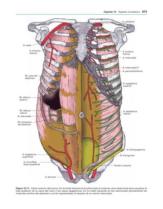 154017468-Anatomia-Humana-Garcia-Porrero-pdf.pdf