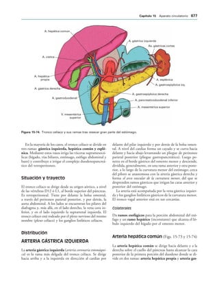 154017468-Anatomia-Humana-Garcia-Porrero-pdf.pdf