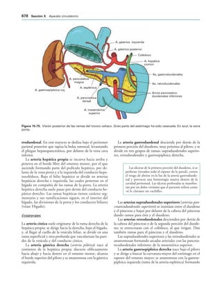 154017468-Anatomia-Humana-Garcia-Porrero-pdf.pdf
