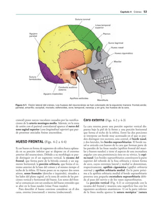 Sutura coronal
Línea temporal
superior
Pterion
Surco lagrimal
Hueso nasal
Hueso cigomático
Maxilar
Mandíbula
Apófisis estiloides
Conducto auditivo
externo
Agujero mastoideo
Sutura
lambdoidea
Agujero
parietal
IGURA   Visión lateral del cráneo. Los huesos del neurocráneo se han coloreado de la siguiente manera: frontal,verde;
parietal, amarillo; occipital, morado; esfenoides, ocre; temporal, naranja; y en gris, los huesos de la cara.
craneal) posee surcos vasculares causados por las ramifica-
ciones de la arteria meníngea media. Además, en la zona
de unión con el parietal contralateral aparece el surco del
seno sagital superior (seno longitudinal superior) que pue-
de presentar asociadas fositas aracnoideas.
HUESO FRONTAL (Figs. 4-2 a 4-4)
Es un hueso en forma de segmento de esfera hueca aplana-
da en su porción inferior que se dispone en el extremo
anterior del neurocráneo. Debido a su morfología se pue-
de distinguir en él un segmento vertical, la escama del
frontal, que forma parte de la bóveda craneal, y un seg-
mento horizontal, la porción orbitaria, que forma el ex-
tremo anterior de la base del cráneo y al mismo tiempo el
techo de la órbita. El hueso posee en su espesor dos senos
aéreos, senos frontales (derecho e izquierdo), situados a
los lados del plano sagital, en la zona de unión de las por-
ciones vertical y horizontal del hueso. Los senos del fron-
tal se comunican con un conducto del hueso etmoides que
se abre en la fosas nasales (véase Fosas nasales).
Para describir el hueso conviene considerar en él dos
caras, externa (exocraneal) e interna (endocraneal).
Cara externa (Figs. 4-2 y 4-3)
La cara externa posee una porción superior vertical dis-
puesta bajo la piel de la frente y una porción horizontal
que forma el techo de la órbita. Entre las dos porciones
se interpone un borde muy acentuado en el que se pue-
den distinguir tres sectores, uno central, el borde nasal,
y dos laterales, los bordes supraorbitarios. El borde na-
sal se articula con huesos de la cara que forman parte de
las paredes de las fosas nasales (apófisis frontal del maxi-
lar y huesos nasales) y tiene el aspecto de una escotadura
angular con una prominencia ósea en su vértice, la espi-
na nasal. Los bordes supraorbitarios constituyen la parte
superior del reborde de la fosa orbitaria y tienen forma
de arco, cuyos extremos lateral y medial se denominan,
respectivamente, apófisis cigomática (apófisis orbitaria
externa) y apófisis orbitaria medial. En la parte próxi-
ma a la apófisis orbitaria medial el borde supraorbitario
presenta una pequeña escotadura supraorbitaria debi-
da al paso del nervio y de los vasos supraorbitarios.
La porción vertical (Fig. 4-2) se corresponde con la
escama del frontal y muestra una superficie lisa con los
siguientes accidentes anatómicos: 1) en la parte inferior
de la línea media aparece la sutura metópica3
(sutura
#APÓTULO  Cráneo 
 