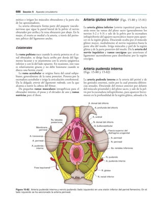 154017468-Anatomia-Humana-Garcia-Porrero-pdf.pdf
