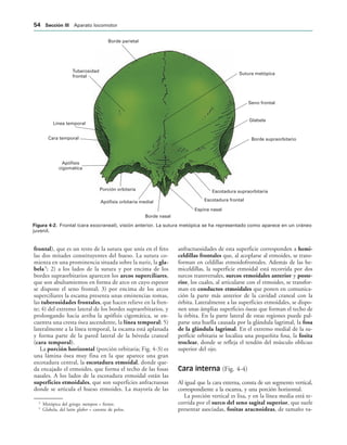 Borde parietal
Sutura metópica
Seno frontal
Glabela
Borde supraorbitario
Escotadura supraorbitaria
Escotadura frontal
Espina nasal
Borde nasal
Apófisis orbitaria medial
Porción orbitaria
Apófisis
cigomática
Cara temporal
Línea temporal
Tuberosidad
frontal
IGURA   Frontal (cara exocraneal), visión anterior. La sutura metópica se ha representado como aparece en un cráneo
juvenil.
frontal), que es un resto de la sutura que unía en el feto
las dos mitades constituyentes del hueso. La sutura co-
mienza en una prominencia situada sobre la nariz, la gla-
bela4
; 2) a los lados de la sutura y por encima de los
bordes supraorbitarios aparecen los arcos superciliares,
que son abultamientos en forma de arco en cuyo espesor
se dispone el seno frontal; 3) por encima de los arcos
superciliares la escama presenta unas eminencias romas,
las tuberosidades frontales, que hacen relieve en la fren-
te; 4) del extremo lateral de los bordes supraorbitarios, y
prolongando hacia arriba la apófisis cigomática, se en-
cuentra una cresta ósea ascendente, la línea temporal; 5)
lateralmente a la línea temporal, la escama está aplanada
y forma parte de la pared lateral de la bóveda craneal
(cara temporal).
La porción horizontal (porción orbitaria; Fig. 4-3) es
una lámina ósea muy fina en la que aparece una gran
escotadura central, la escotadura etmoidal, donde que-
da encajado el etmoides, que forma el techo de las fosas
nasales. A los lados de la escotadura etmoidal están las
superficies etmoidales, que son superficies anfractuosas
donde se articula el hueso etmoides. La mayoría de las
anfractuosidades de esta superficie corresponden a hemi-
celdillas frontales que, al acoplarse al etmoides, se trans-
forman en celdillas etmoidofrontales. Además de las he-
miceldillas, la superficie etmoidal está recorrida por dos
surcos transversales, surcos etmoidales anterior y poste-
rior, los cuales, al articularse con el etmoides, se transfor-
man en conductos etmoidales que ponen en comunica-
ción la parte más anterior de la cavidad craneal con la
órbita. Lateralmente a las superficies etmoidales, se dispo-
nen unas ámplias superficies óseas que forman el techo de
la órbita. En la parte lateral de estas regiones puede pal-
parse una huella causada por la glándula lagrimal, la fosa
de la glándula lagrimal. En el extremo medial de la su-
perficie orbitaria se localiza una pequeñita fosa, la fosita
troclear, donde se refleja el tendón del músculo oblicuo
superior del ojo.
Cara interna (Fig. 4-4)
Al igual que la cara externa, consta de un segmento vertical,
correspondiente a la escama, y una porción horizontal.
La porción vertical es lisa, y en la línea media está re-
corrida por el surco del seno sagital superior, que suele
presentar asociadas, fositas aracnoideas, de tamaño va-
3
Metópica del griego metopon = frente.
4
Glabela, del latín glaber = carente de pelos.
 3ECCIØN ))) Aparato locomotor
 