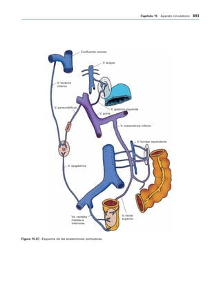 154017468-Anatomia-Humana-Garcia-Porrero-pdf.pdf