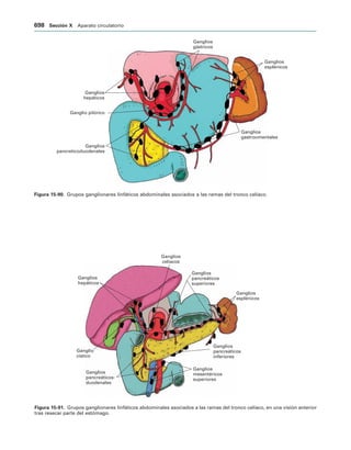154017468-Anatomia-Humana-Garcia-Porrero-pdf.pdf