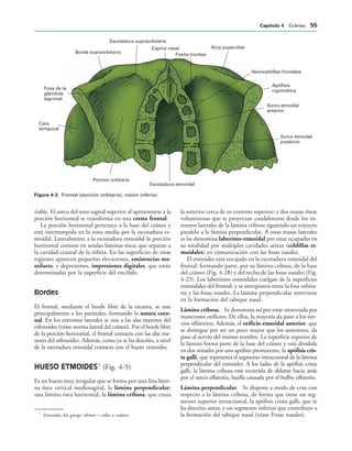 Borde supraorbitario
Escotadura supraorbitaria
Espina nasal
Fosita troclear
Arco superciliar
Hemiceldillas frontales
Apófisis
cigomática
Surco etnoidal
anterior
Surco etnoidal
posterior
Escotadura etmoidal
Porción orbitaria
Cara
temporal
Fosa de la
glándula
lagrimal
IGURA   Frontal (porción orbitaria), visión inferior.
riable. El surco del seno sagital superior al aproximarse a la
porción horizontal se transforma en una cresta frontal.
La porción horizontal pertenece a la base del cráneo y
está interrumpida en la zona media por la escotadura et-
moidal. Lateralmente a la escotadura etmoidal la porción
horizontal consiste en sendas láminas óseas que separan a
la cavidad craneal de la órbita. En las superficies de estas
regiones aparecen pequeñas elevaciones, eminencias ma-
milares, y depresiones, impresiones digitales, que están
determinadas por la superficie del encéfalo.
Bordes
El frontal, mediante el borde libre de la escama, se une
principalmente a los parietales, formando la sutura coro-
nal. En los extremos laterales se une a las alas mayores del
esfenoides (véase norma lateral del cráneo). Por el borde libre
de la porción horizontal, el frontal contacta con las alas me-
nores del esfenoides. Además, como ya se ha descrito, a nivel
de la escotadura etmoidal contacta con el hueso etmoides.
HUESO ETMOIDES5
(Fig. 4-5)
Es un hueso muy irregular que se forma por una fina lámi-
na ósea vertical mediosagital, la lámina perpendicular;
una lámina ósea horizontal, la lámina cribosa, que cruza
la anterior cerca de su extremo superior; y dos masas óseas
voluminosas que se proyectan caudalmente desde los ex-
tremos laterales de la lámina cribosa siguiendo un trayecto
paralelo a la lámina perpendicular. A estas masas laterales
se las denomina laberinto etmoidal por estar ocupadas en
su totalidad por múltiples cavidades aéreas (celdillas et-
moidales) en comunicación con las fosas nasales.
El etmoides está encajado en la escotadura etmoidal del
frontal, formando parte, por su lámina cribosa, de la base
del cráneo (Fig. 4-28) y del techo de las fosas nasales (Fig.
4-23). Los laberintos etmoidales cuelgan de la superficies
etmoidales del frontal, y se interponen entre la fosa orbita-
ria y las fosas nasales. La lámina perpendicular interviene
en la formación del tabique nasal.
Lámina cribosa. Se denomina así por estar atravesada por
numerosos orificios. De ellos, la mayoría da paso a los ner-
vios olfatorios. Además, el orificio etmoidal anterior, que
se distingue por ser un poco mayor que los anteriores, da
paso al nervio del mismo nombre. La superficie superior de
la lámina forma parte de la base del cráneo y está dividida
en dos mitades por una apófisis prominente, la apófisis cris-
ta galli, que representa el segmento intracraneal de la lámina
perpendicular del etmoides. A los lados de la apófisis crista
galli, la lámina cribosa está recorrida de delante hacia atrás
por el surco olfatorio, huella causada por el bulbo olfatorio.
Lámina perpendicular. Se dispone a modo de cruz con
respecto a la lámina cribosa, de forma que tiene un seg-
mento superior intracraneal, la apófisis crista galli, que se
ha descrito antes, y un segmento inferior que contribuye a
la formación del tabique nasal (véase Fosas nasales).
5
Etmoides del griego ethmos = criba o cedazo.
#APÓTULO  Cráneo 
 