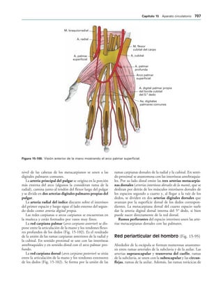 154017468-Anatomia-Humana-Garcia-Porrero-pdf.pdf