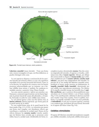 Surco del seno sagital superior
Borde
parietal
Cresta frontal
Eminencia
mamilar
Apófisis cigomática
Impresión digital
Espina nasal
Escotadura etmoidal
Agujero ciego
IGURA   Frontal (cara interna), visión posterior.
Laberinto etmoidal (masas laterales). Tiene una forma
más o menos rectangular en la que, con fines didácticos, se
pueden distinguir ocho caras.
La cara superior se dispone a continuación de los extre-
mos laterales de la lámina cribosa y se une a las superficies
etmoidales de la porción horizontal del frontal. Como ya
se ha descrito, las superficies de contacto entre los huesos
presentan anfractuosidades que, en conjunto, van a for-
mar celdillas óseas mixtas y, también, los conductos et-
moidales anterior y posterior (véase Hueso frontal).
Las caras anterior, posterior e inferior son estrechas y an-
fractuosas y contactan respectivamente con los huesos lagri-
mal, la porción lateral del cuerpo del esfenoides, y el maxi-
lar, formando en todos los casos celdillas óseas mixtas.
La cara lateral aparece como una fina lámina ósea, la
lámina orbitaria (lámina papirácea), que forma parte de
la pared interna de la órbita.
La cara medial forma parte de la pared lateral de las
fosas nasales (Figs. 4-5 y 4-23), y se caracteriza por poseer
una forma muy irregular, con abundantes relieves que
contribuyen a conformar la cavidad nasal. Dentro de los
relieves destacan los cornetes nasales (conchas nasales),
que son láminas óseas curvadas que se proyectan como
toldos hacia la cavidad nasal, dividiéndola de forma in-
completa en pisos, denominados meatos. Hay dos corne-
tes originados del etmoides, el superior y el medio, y deli-
mitan entre ellos el meato superior. Además, por debajo
del cornete medio se dispone el meato medio, que se deli-
mita caudalmente por el cornete inferior (concha nasal
inferior), una pieza ósea independiente del etmoides. La
porción de la cara medial del laberinto etmoidal corres-
pondiente al meato medio presenta un abultamiento, la
ampolla etmoidal (bulla etmoidal), determinado por
una celdilla ósea especialmente prominente. Por delante
de la ampolla etmoidal emerge una laminilla ósea, la apó-
fisis unciforme, que se proyecta dorsocaudalmente para
articularse con el cornete inferior y con el hueso maxilar
(Fig. 4-23) contribuyendo a delimitar la abertura nasal del
seno maxilar (véase fosas nasales). Entre la apófisis unci-
forme y la ampolla etmoidal se labra un surco profundo,
el infundíbulo, el cual, por su extremo superior, continúa
a un conducto que, procedente del seno frontal, desciende
en el espesor del hueso (véase Fig. 9-6).
Celdillas etmoidales
El espesor del laberinto etmoidal está totalmente ocupado
por celdillas etmoidales, incluyendo celdillas mixtas que se
 3ECCIØN ))) Aparato locomotor
 