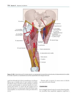 154017468-Anatomia-Humana-Garcia-Porrero-pdf.pdf