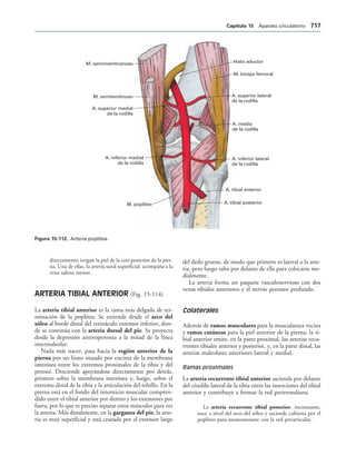 154017468-Anatomia-Humana-Garcia-Porrero-pdf.pdf