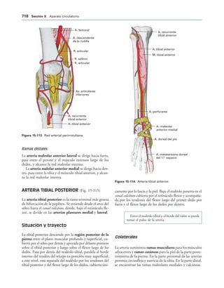 154017468-Anatomia-Humana-Garcia-Porrero-pdf.pdf