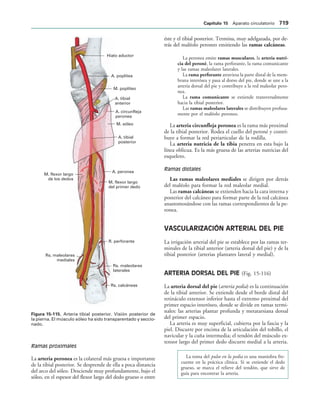 154017468-Anatomia-Humana-Garcia-Porrero-pdf.pdf