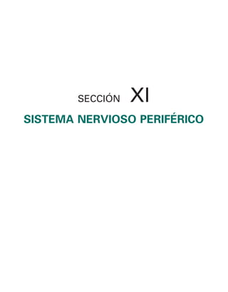 154017468-Anatomia-Humana-Garcia-Porrero-pdf.pdf