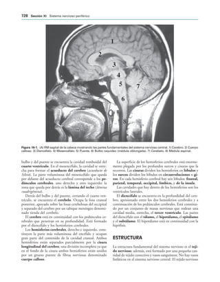 154017468-Anatomia-Humana-Garcia-Porrero-pdf.pdf