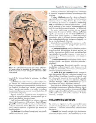 154017468-Anatomia-Humana-Garcia-Porrero-pdf.pdf