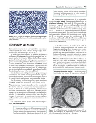 154017468-Anatomia-Humana-Garcia-Porrero-pdf.pdf