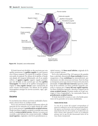 Porción basilar
Tubérculo yugular
Apófisis intrayugular
Escotadura yugular
Apófisis yugular
Escama
Surco del seno
sagital superior
Fosa cerebral
Protuberancia
occipital interna
Surco del
seno transverso
Cresta occipital
interna
Fosa cerebelosa
Agujero magno
Clivus
IGURA   Occipital, cara endocraneal.
El borde lateral está dividido en dos porciones por una
apófisis prominente, la apófisis yugular, la cual contacta
con el hueso temporal. Por detrás de la apófisis, el hueso
está unido al temporal. Por delante de la apófisis, el borde
está alejado del temporal delimitando con él un amplio
orificio, el agujero yugular (agujero rasgado posterior),
que está dividido en dos sectores por una fina apófisis
intrayugular. Por detrás de las apófisis intrayugulares se
origina la vena yugular interna como continuación de
senos venosos intracraneales. Por delante de las apófisis
intrayugulares emergen los nervios accesorio, vago y glo-
sofaríngeo.
Escama
Es una lámina ósea robusta con forma romboidal y fuerte-
mente cóncava hacia la cavidad craneal.
En la cara exocraneal se localizan numerosos relieves de
inserción de los músculos de la región dorsal del cuello.
En el centro presenta la protuberancia occipital externa.
Desde ésta hasta el agujero occipital se extiende una cresta
media, la cresta occipital externa. Además, la escama está
recorrida a cada lado por dos crestas tranversales , la línea
nucal superior, originada a nivel de la protuberancia oc-
cipital externa, y la línea nucal inferior, originada de la
cresta occipital externa.
En la cara endocraneal (Fig. 4-6) aparecen dos grandes
fosas a cada lado, denominadas fosas cerebrales las poste-
rosuperiores y fosas cerebelosas las anteroinferiores, por
relacionarse con tales estructuras nerviosas. Entre las fosas
se interponen surcos que marcan el trayecto de senos de la
duramadre. El surco del seno tranverso separa las cerebe-
losas de las cerebrales. Las fosas cerebrales izquierda y de-
recha se separan por el surco del seno sagital superior.
Las fosas cerebelosas izquierda y derecha se separan por la
cresta occipital interna. El punto medio en el que con-
vergen el surco longitudinal y los tranversales forma la
protuberancia occipital interna.
El borde lateral de la escama se une a los bordes poste-
riores de los parietales en la sutura lambdoidea.
Hueso de los incas
La zona de la escama del occipital correspondiente al
punto de confluencia con los dos huesos parietales (lamb-
da) aparece con frecuencia como un hueso triangular in-
dependizado del resto del occipital. La incidencia de este
hueso alcanza cifras superiores al 30 % en la población
peruana, por lo que ha sido denominado hueso de los
incas (hueso interparietal).
 3ECCIØN ))) Aparato locomotor
 
