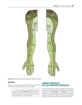 154017468-Anatomia-Humana-Garcia-Porrero-pdf.pdf