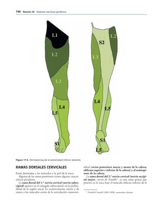 154017468-Anatomia-Humana-Garcia-Porrero-pdf.pdf