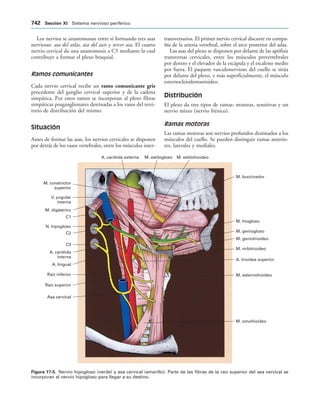 154017468-Anatomia-Humana-Garcia-Porrero-pdf.pdf