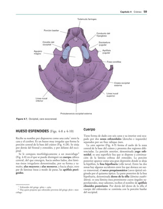 Tubérculo faríngeo
Conducto del
hipogloso
Escotadura
yugular
Apófisis
yugular
Fosa condílea
Cresta occipital
externa
Línea nucal
superior
Protuberancia occipital externa
Línea nucal
inferior
Agujero
magno
Cóndilo del
occipital
Porción basilar
IGURA   Occipital, cara exocraneal.
HUESO ESFENOIDES (Figs. 4-8 a 4-10)
Recibe su nombre por disponerse como una cuña7
entre la
cara y el cerebro. Es un hueso muy irregular que forma la
porción central de la base del cráneo (Fig. 4-28). Se sitúa
por detrás del frontal y etmoides, y por delante del occi-
pital.
Se le compara morfológicamente a un murciélago8
(Fig. 4-8) en el que se puede distinguir un cuerpo cúbico
central, del que emergen, hacia ambos lados, dos lámi-
nas óseas irregulares denominadas, por su forma y ta-
maño, alas mayores y alas menores, y hacia abajo, otro
par de láminas óseas a modo de patas, las apófisis pteri-
goides.
Cuerpo
Tiene forma de dado con seis caras y su interior está ocu-
pado por dos senos esfenoidales (derecho e izquierdo)
separados por un fino tabique óseo.
La cara superior (Fig. 4-9) forma el suelo de la zona
central de la base del cráneo y presenta dos regiones dife-
renciadas. La porción anterior, denominada yugo esfe-
noidal, es una superficie lisa que se dispone a continua-
ción de la lámina cribosa del etmoides. La porción
posterior aparece como una gran depresión donde se aloja
la hipófisis, la fosa hipofisaria (silla turca). Entre las dos
zonas hay algunos accidentes entre los que destaca un sur-
co transversal, el surco prequiasmático (surco óptico) ori-
ginado por el quiasma óptico. La parte posterior de la fosa
hipofisaria, denominada dorso de la silla (lámina cuadri-
látera), es una lámina ósea prominente cuyos ángulos su-
perolaterales, muy salientes, reciben el nombre de apófisis
clinoides posteriores. Por detrás del dorso de la silla el
cuerpo del esfenoides se continúa con la porción basilar
del occipital.
7
Esfenoides del griego sphen = cuña.
8
Hay quien propone que esfenoides proviene del griego sfecós = mur-
ciélago.
#APÓTULO  Cráneo 
 