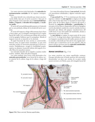 154017468-Anatomia-Humana-Garcia-Porrero-pdf.pdf