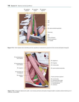 154017468-Anatomia-Humana-Garcia-Porrero-pdf.pdf