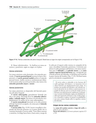 154017468-Anatomia-Humana-Garcia-Porrero-pdf.pdf