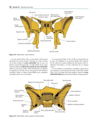 Ala menor
Fisura orbitaria superior
Conducto óptico
Abertura del
seno esfenoidal
Cara orbitaria
(ala mayor)
Cara temporal
(ala mayor)
Lámina lateral
Lámina medial
Pico del
esfenoides
Cresta esfenoidal
Apófisis pterigoides
Conducto pterigoideo
Agujero redondo
Agujero oval
Cresta
infratemporal
Borde
cigomático
IGURA   Esfenoides, visión anterior.
Apófisis clinoides anterior
Yugo esfenoidal
Ala menor
Borde frontal
Fosa hipofisaria
Agujero redondo
Surco carotídeo
Apófisis clinoides posterior
Língula
Dorso de la silla
Surco prequiasmático
Conducto
óptico
Agujero
espinoso
Agujero
oval
Borde escamoso
Cara cerebral
(ala mayor)
Fisura orbitaria
superior
IGURA   Esfenoides, visión superior (endocraneal).
La cara anterior (Fig. 4-8), es exocraneal y forma parte
del techo de la fosas nasales. Presenta un cresta vertical
en la línea media, la cresta esfenoidal, que se une a la
lámina vertical del etmoides. A ambos lados de la cresta
están situados los orificios de entrada al seno esfenoidal,
abiertos a las fosas nasales. Más lateralmente, se dispone
la superficie de unión con la cara posterior del laberinto
etmoidal, donde se labran hemiceldillas que completan
cavidades aéreas con el etmoides.
La cara posterior (Figs. 4-10 y 4-28) se corresponde con
la zona de soldadura a la porción basilar del occipital.
En los cráneos de sujetos adultos los dos huesos están to-
talmente fusionados y no hay indicación de su antigua
sutura.
La cara inferior es exocraneal y contribuye, igual que la
cara anterior, a la formación del techo de las fosas nasales
(Fig. 4-23). A lo largo de la línea media se observa la cresta
esfenoidal inferior que forma por delante una gran promi-
 3ECCIØN ))) Aparato locomotor
 