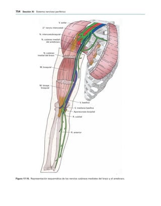 154017468-Anatomia-Humana-Garcia-Porrero-pdf.pdf