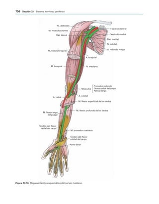 154017468-Anatomia-Humana-Garcia-Porrero-pdf.pdf