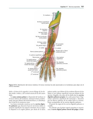 154017468-Anatomia-Humana-Garcia-Porrero-pdf.pdf
