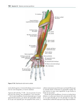 154017468-Anatomia-Humana-Garcia-Porrero-pdf.pdf