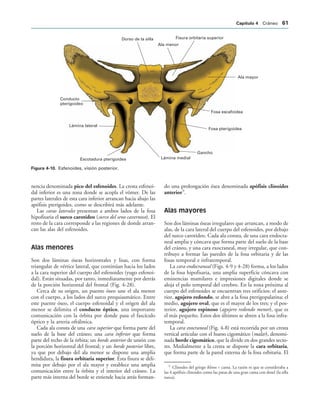Dorso de la silla
Ala menor
Fisura orbitaria superior
Ala mayor
Fosa escafoidea
Fosa pterigoidea
Gancho
Lámina medial
Escotadura pterigoidea
Lámina lateral
Conducto
pterigoideo
IGURA   Esfenoides, visión posterior.
nencia denominada pico del esfenoides. La cresta esfenoi-
dal inferior es una zona donde se acopla el vómer. De las
partes laterales de esta cara inferior arrancan hacia abajo las
apófisis pterigoides, como se describirá más adelante.
Las caras laterales presentan a ambos lados de la fosa
hipofisaria el surco carotídeo (surco del seno cavernoso). El
resto de la cara corresponde a las regiones de donde arran-
can las alas del esfenoides.
Alas menores
Son dos láminas óseas horizontales y lisas, con forma
triangular de vértice lateral, que continúan hacia los lados
a la cara superior del cuerpo del esfenoides (yugo esfenoi-
dal). Están situadas, por tanto, inmediatamente por detrás
de la porción horizontal del frontal (Fig. 4-28).
Cerca de su origen, un puente óseo une el ala menor
con el cuerpo, a los lados del surco prequiasmático. Entre
este puente óseo, el cuerpo esfenoidal y el origen del ala
menor se delimita el conducto óptico, una importante
comunicación con la órbita por donde pasa el fascículo
óptico y la arteria oftálmica.
Cada ala consta de una cara superior que forma parte del
suelo de la base del cráneo; una cara inferior que forma
parte del techo de la órbita; un borde anterior de unión con
la porción horizontal del frontal; y un borde posterior libre,
ya que por debajo del ala menor se dispone una amplia
hendidura, la fisura orbitaria superior. Esta fisura se deli-
mita por debajo por el ala mayor y establece una amplia
comunicación entre la órbita y el interior del cráneo. La
parte más interna del borde se extiende hacia atrás forman-
do una prolongación ósea denominada apófisis clinoides
anterior9
.
Alas mayores
Son dos láminas óseas irregulares que arrancan, a modo de
alas, de la cara lateral del cuerpo del esfenoides, por debajo
del surco carotídeo. Cada ala consta, de una cara endocra-
neal amplia y cóncava que forma parte del suelo de la base
del cráneo, y una cara exocraneal, muy irregular, que con-
tribuye a formar las paredes de la fosa orbitaria y de las
fosas temporal e infratemporal.
La cara endocraneal (Figs. 4-9 y 4-28) forma, a los lados
de la fosa hipofisaria, una amplia superficie cóncava con
eminencias mamilares e impresiones digitales donde se
aloja el polo temporal del cerebro. En la zona próxima al
cuerpo del esfenoides se encuentran tres orificios: el ante-
rior, agujero redondo, se abre a la fosa pterigopalatina; el
medio, agujero oval, que es el mayor de los tres; y el pos-
terior, agujero espinoso (agujero redondo menor), que es
el más pequeño. Estos dos últimos se abren a la fosa infra-
temporal.
La cara exocraneal (Fig. 4-8) está recorrida por un cresta
vertical articular con el hueso cigomático (malar), denomi-
nada borde cigomático, que la divide en dos grandes secto-
res. Medialmente a la cresta se dispone la cara orbitaria,
que forma parte de la pared externa de la fosa orbitaria. El
9
Clinodes del griego klinos = cama. La razón es que se consideraba a
las 4 apófisis clinoides como las patas de una gran cama con dosel (la silla
turca).
#APÓTULO  Cráneo 
 