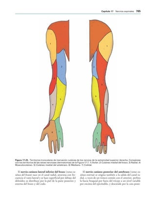 154017468-Anatomia-Humana-Garcia-Porrero-pdf.pdf