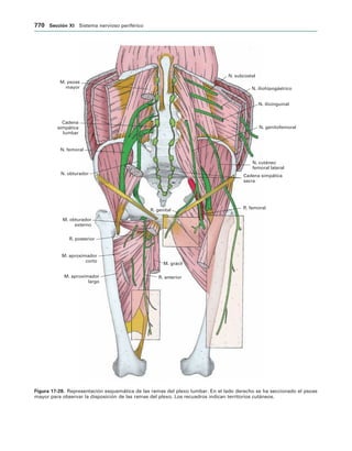 154017468-Anatomia-Humana-Garcia-Porrero-pdf.pdf