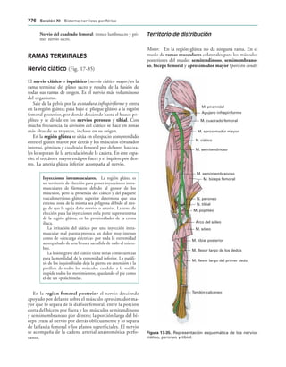 154017468-Anatomia-Humana-Garcia-Porrero-pdf.pdf