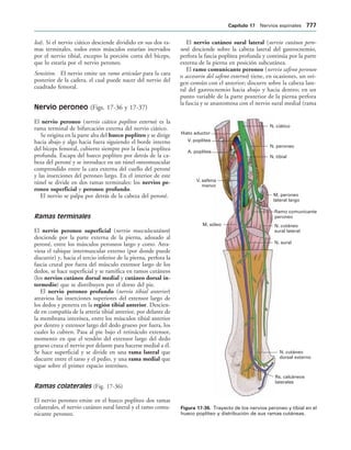 154017468-Anatomia-Humana-Garcia-Porrero-pdf.pdf