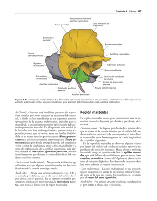 Borde parietal
Raíz longitudinal de la
apófisis cigomática
Cara temporal de
la escama
Borde esfenoidal
Apófisis cigomática
Tubérculo articular
Fosa mandibular
Orificio del conducto
carotídeo
Vértice de la porción
petrosa
Fisura petrotimpánica
Apófisis estiloides
Conducto auditivo
externo
Apófisis mastoides
Escotadura
mastoidea
Agujero
mastoideo
Fisura
petroescamosa
Escotadura
parietal
IGURA   Temporal, visión lateral. En diferentes colores se representan las porciones embrionarias del hueso (ocre,
porción escamosa; verde, porción timpánica; gris, porción petromastoidea; rosa, apófisis estiloides).
de Glaser). La fisura es una hendidura que marca la separa-
ción entre las porciones timpánica y escamosa del tempo-
ral, y divide la fosa mandibular en un segmento anterior
(procedente de la escama embrionaria), articular para la
mandíbula, y un segmento posterior (procedente del hue-
so timpánico) no articular. En el segmento más medial de
la fisura hay una fina prolongación ósea, perteneciente a la
porción petrosa, que se insinúa entre sus bordes dividién-
dola en un sector anterior petroescamoso (fisura petroes-
camosa) y un sector posterior petrotimpánico (fisura pe-
trotimpánica) por donde emerge la cuerda del tímpano; y
5) en la zona de confluencia entre la fosa mandibular y la
zona de implantación de la apófisis cigomática, ésta últi-
ma presenta el tubérculo cigomático posterior, situado
inmediatamente por delante y encima del orificio del con-
ducto auditivo externo.
Cara cerebral (endocraneal). No presenta accidentes sig-
nificativos, excepto algunos surcos formados por las rami-
ficaciones de la arteria meníngea media.
Borde libre. Dibuja una semicircunferencia (Fig. 4-1) y
se articula, por delante, con el ala mayor del esfenoides y,
por detrás, con el parietal. En su extremo posterior pre-
senta una indentación muy marcada, la escotadura parie-
tal, que marca el límite con la región mastoidea.
Región mastoidea
La región mastoidea es una gran prominencia ósea de in-
serción muscular dispuesta por detrás y por debajo de la
escama.
Cara exocraneal. Se dispone por detrás de la escama, de la
que se separa en la porción inferior por el orificio del con-
ducto auditivo externo. En la zona superior, el único lími-
te reconocible entre las dos regiones es la raíz longitudinal
de la apófisis cigomática.
En la superficie mastoidea se observan algunos relieves
por detrás del orificio del conducto auditivo externo y ru-
gosidades de inserción muscular. Hacia abajo se prolonga
formando una gran prominencia ósea, la apófisis mastoi-
des, que está delimitada medialmente por un surco, la es-
cotadura mastoidea (ranura del digástrico), donde se in-
serta el músculo digástrico. Por dentro de esta escotadura
hay otros relieves de menor importancia.
Cara endocraneal. La cara endocraneal es una pequeña
región dispuesta por detrás de la porción petrosa forman-
do parte de la base del cráneo. Su superficie está recorrida
por el surco del seno sigmoideo.
Borde libre. Por arriba y delante se articula con el parietal
y, por detrás y abajo, con el occipital.
#APÓTULO  Cráneo 
 