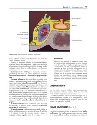 154017468-Anatomia-Humana-Garcia-Porrero-pdf.pdf