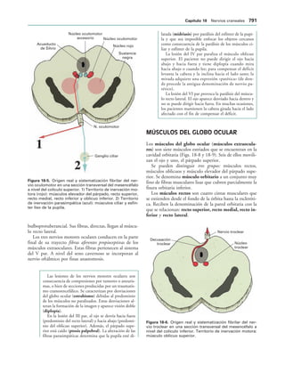 154017468-Anatomia-Humana-Garcia-Porrero-pdf.pdf