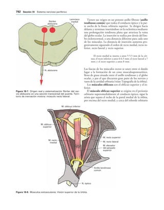 154017468-Anatomia-Humana-Garcia-Porrero-pdf.pdf