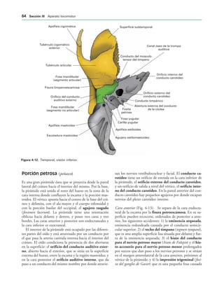 Apófisis cigomática
Tubérculo cigomático
anterior
Tubérculo articular
Fosa mandibular
(segmento articular)
Fisura timpanoescamosa
Orificio del conducto
auditivo externo
Fosa mandibular
(segmento no articular)
Apófisis mastoides
Escotadura mastoidea
Superficie subtemporal
Conducto del músculo
tensor del tímpano
Canal óseo de la trompa
auditiva
Orificio interno del
conducto carotídeo
Orificio externo del
conducto carotídeo
Conducto timpánico
Abertura externa del conducto
de la cóclea
Fosita
petrosa
Fosa yugular
Carilla yugular
Apófisis estiloides
Agujero estilomastoideo
IGURA   Temporal, visión inferior.
Porción petrosa (peñasco)
Es una gran pirámide ósea que se proyecta desde la pared
lateral del cráneo hacia el interior del mismo. Por la base,
la pirámide está unida al resto del hueso en la zona de la
cara interna donde confluyen la escama y la porción mas-
toidea. El vértice apunta hacia el centro de la base del crá-
neo y delimita, con el ala mayor y el cuerpo esfenoidal y
con la porción basilar del occipital, el agujero rasgado
(foramen lacerum). La pirámide tiene una orientación
oblicua hacia delante y dentro, y posee tres caras y tres
bordes. Las caras anterior y posterior son endocraneales y
la cara inferior es exocraneal.
El interior de la pirámide está ocupado por las diferen-
tes partes del oído y está atravesado por un conducto por
el que pasa la arteria carótida interna hacia el interior del
cráneo. El oído condiciona la presencia de dos aberturas
en la superficie: el orificio del conducto auditivo exter-
no, abierto hacia el exterior, que se sitúa en la superficie
externa del hueso, entre la escama y la región mastoidea; y
en la cara posterior el orificio auditivo interno, que da
paso a un conducto del mismo nombre por donde atravie-
san los nervios vestibulococlear y facial. El conducto ca-
rotídeo tiene un orificio de entrada en la cara inferior de
la pirámide, el orificio externo del conducto carotídeo,
y un orificio de salida a nivel del vértice, el orificio inter-
no del conducto carotídeo. En la pared anterior del con-
ducto carotídeo hay pequeños agujeros por donde escapan
nervios del plexo carotídeo interno
Cara anterior (Fig. 4-13). Se separa de la cara endocra-
neal de la escama por la fisura petroescamosa. En su su-
perficie pueden recocerse, ordenados de posterior a ante-
rior, los siguientes accidentes: 1) la eminencia arqueada,
eminencia redondeada causada por el conducto semicir-
cular superior; 2) el techo del tímpano (tegmen tympani),
que es una amplia superficie lisa situada por delante y fue-
ra de la eminencia arqueada; 3) el hiato del conducto
para el nervio petroso mayor (hiato de Falopio) y el hia-
to accesorio para el nervio petroso menor prolongados
por surcos que dan paso a los nervios petrosos y se sitúan
en el margen anterolateral de la cara anterior, próximos al
vértice de la pirámide; y 4) la impresión trigeminal (fosi-
ta del ganglio de Gasser) que es una pequeña fosa causada
 3ECCIØN ))) Aparato locomotor
 