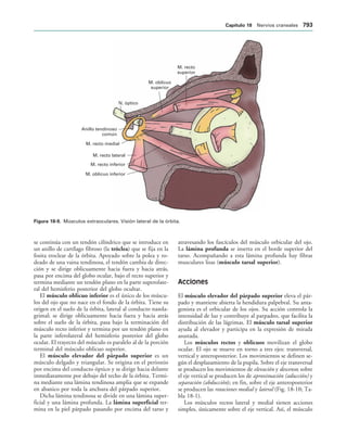 154017468-Anatomia-Humana-Garcia-Porrero-pdf.pdf
