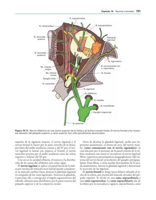 154017468-Anatomia-Humana-Garcia-Porrero-pdf.pdf