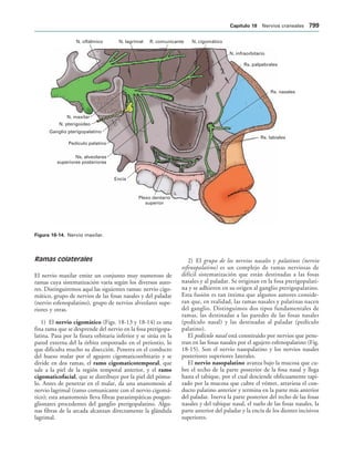 154017468-Anatomia-Humana-Garcia-Porrero-pdf.pdf