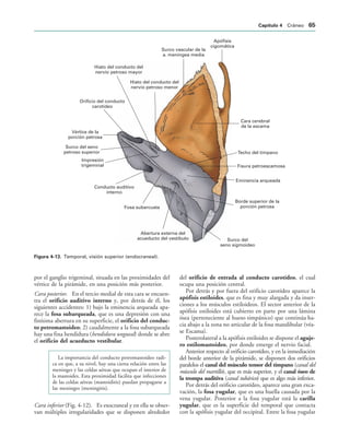 Apófisis
cigomática
Surco vascular de la
a. meníngea media
Orificio del conducto
carotídeo
Hiato del conducto del
nervio petroso mayor
Vértice de la
porción petrosa
Surco del seno
petroso superior
Impresión
trigeminal
Conducto auditivo
interno
Fosa subarcuata
Abertura externa del
acueducto del vestíbulo Surco del
seno sigmoideo
Borde superior de la
porción petrosa
Eminencia arqueada
Fisura petroescamosa
Techo del tímpano
Cara cerebral
de la escama
Hiato del conducto del
nervio petroso menor
IGURA   Temporal, visión superior (endocraneal).
por el ganglio trigeminal, situada en las proximidades del
vértice de la pirámide, en una posición más posterior.
Cara posterior. En el tercio medial de esta cara se encuen-
tra el orificio auditivo interno y, por detrás de él, los
siguientes accidentes: 1) bajo la eminencia arqueada apa-
rece la fosa subarqueada, que es una depresión con una
finísima abertura en su superficie, el orificio del conduc-
to petromastoideo; 2) caudalmente a la fosa subarqueada
hay una fina hendidura (hendidura ungueal) donde se abre
el orificio del acueducto vestibular.
La importancia del conducto petromastoideo radi-
ca en que, a su nivel, hay una cierta relación entre las
meninges y las celdas aéreas que ocupan el interior de
la mastoides. Esta proximidad facilita que infecciones
de las celdas aéreas (mastoiditis) puedan propagarse a
las meninges (meningitis).
Cara inferior (Fig. 4-12). Es exocraneal y en ella se obser-
van múltiples irregularidades que se disponen alrededor
del orificio de entrada al conducto carotídeo, el cual
ocupa una posición central.
Por detrás y por fuera del orificio carotídeo aparece la
apófisis estiloides, que es fina y muy alargada y da inser-
ciones a los músculos estiloideos. El sector anterior de la
apófisis estiloides está cubierto en parte por una lámina
ósea (perteneciente al hueso timpánico) que continúa ha-
cia abajo a la zona no articular de la fosa mandibular (véa-
se Escama).
Posterolateral a la apófisis estiloides se dispone el aguje-
ro estilomastoideo, por donde emerge el nervio facial.
Anterior respecto al orificio carotídeo, y en la inmediación
del borde anterior de la pirámide, se disponen dos orificios
paralelos el canal del músculo tensor del tímpano (canal del
músculo del martillo), que es más superior, y el canal óseo de
la trompa auditiva (canal tubárico) que es algo más inferior.
Por detrás del orificio carotídeo, aparece una gran exca-
vación, la fosa yugular, que es una huella causada por la
vena yugular. Posterior a la fosa yugular está la carilla
yugular, que es la superficie del temporal que contacta
con la apófisis yugular del occipital. Entre la fosa yugular
#APÓTULO  Cráneo 
 